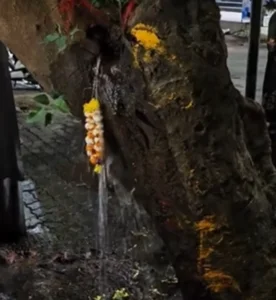 The Mystery of the Ancient Phoenix Tree Crying Holy Water Revealed by Experts - image 5