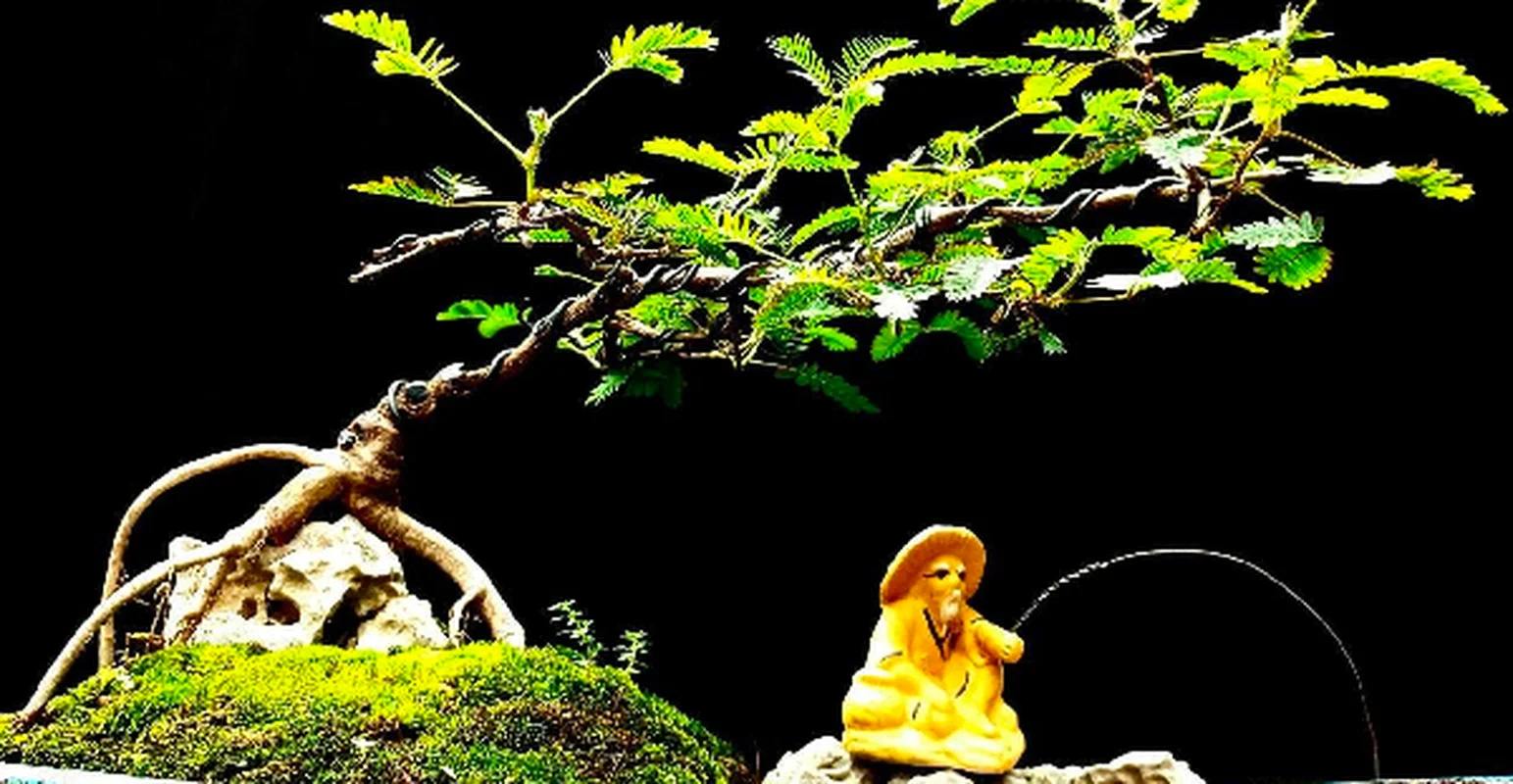 From Wild Field to High-Value Bonsai Masterpiece