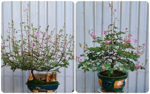 From Wild Field to High-Value Bonsai Masterpiece - image 3