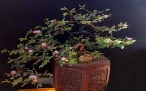 From Wild Field to High-Value Bonsai Masterpiece - image 8