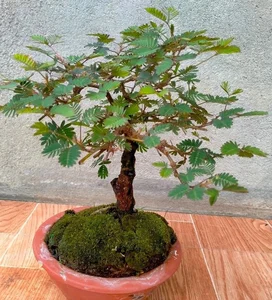 From Wild Field to High-Value Bonsai Masterpiece - image 6