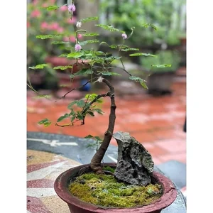 From Wild Field to High-Value Bonsai Masterpiece - image 4