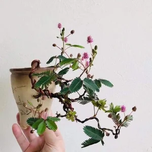 From Wild Field to High-Value Bonsai Masterpiece - image 9