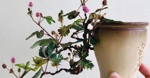From Wild Field to High-Value Bonsai Masterpiece - image 5
