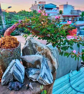 From Wild Field to High-Value Bonsai Masterpiece - image 7