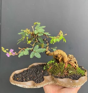 From Wild Field to High-Value Bonsai Masterpiece - image 2
