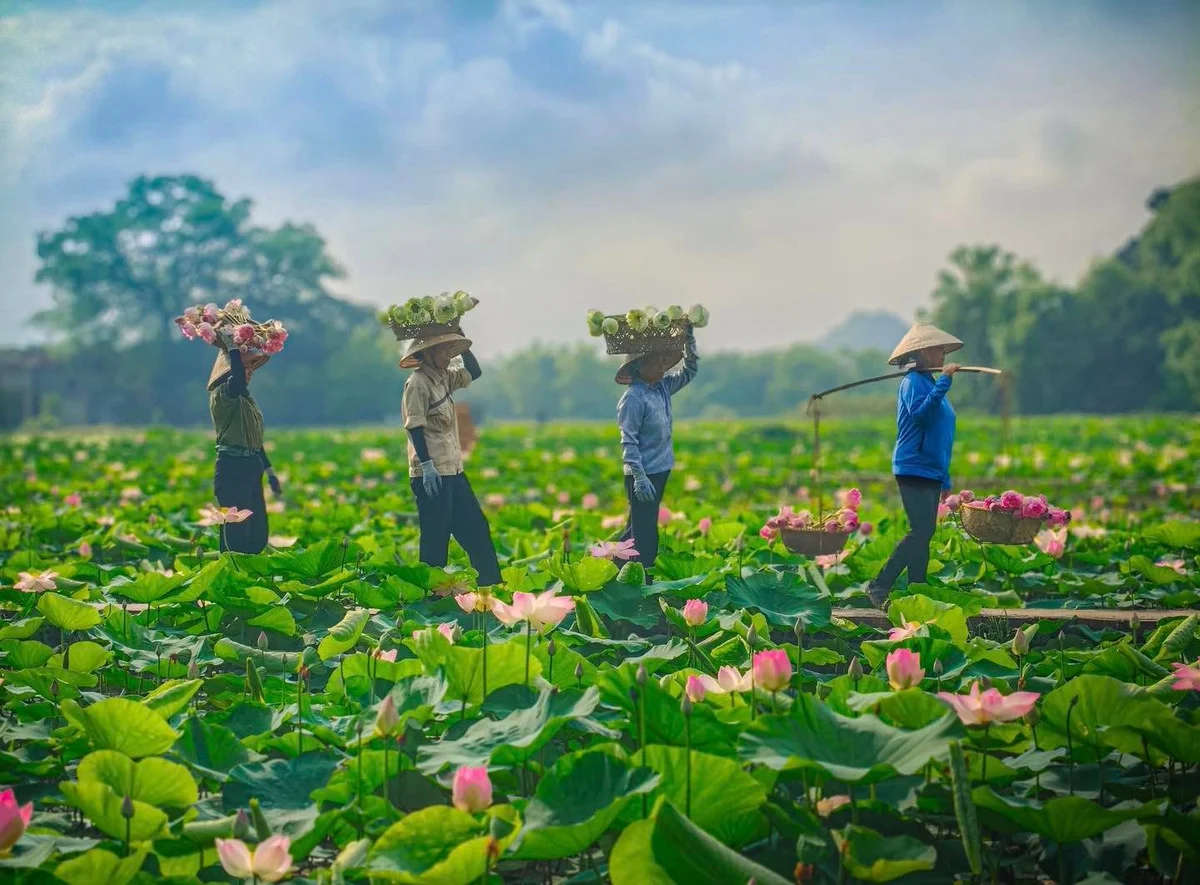 Exploring Hang Mua: Capturing the Picturesque Lotus Season in Ninh Binh