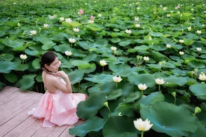 Exploring Hang Mua: Capturing the Picturesque Lotus Season in Ninh Binh - image 11
