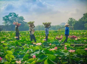 Exploring Hang Mua: Capturing the Picturesque Lotus Season in Ninh Binh - image 0
