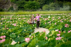 Exploring Hang Mua: Capturing the Picturesque Lotus Season in Ninh Binh - image 2