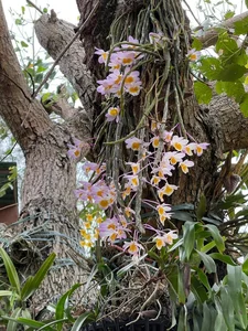 Inside Diva My Linh’s Serene Garden Villa: A Real-Life Fairyland - image 9