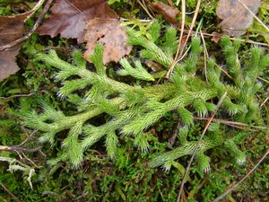 The Rare Dragon Across the Mountain Plant: A Luxury Botanical Treasure Sought by Collectors - image 3
