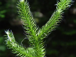 The Rare Dragon Across the Mountain Plant: A Luxury Botanical Treasure Sought by Collectors - image 4