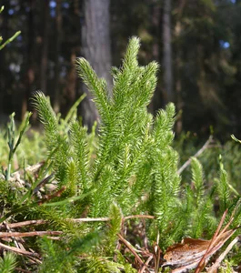 The Rare Dragon Across the Mountain Plant: A Luxury Botanical Treasure Sought by Collectors - image 6