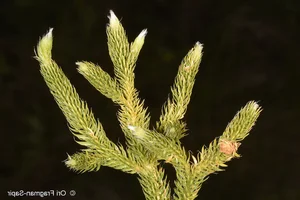 The Rare Dragon Across the Mountain Plant: A Luxury Botanical Treasure Sought by Collectors - image 2