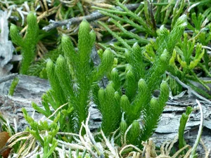 The Rare Dragon Across the Mountain Plant: A Luxury Botanical Treasure Sought by Collectors - image 5