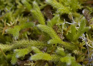The Rare Dragon Across the Mountain Plant: A Luxury Botanical Treasure Sought by Collectors - image 1