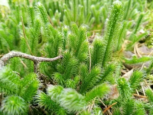 The Rare Dragon Across the Mountain Plant: A Luxury Botanical Treasure Sought by Collectors - image 0