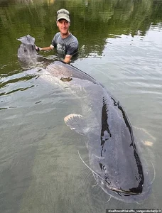 Angler Catches Giant Catfish After Epic Fifty Minute Battle - image 2