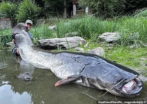 Angler Catches Giant Catfish After Epic Fifty Minute Battle - image 1