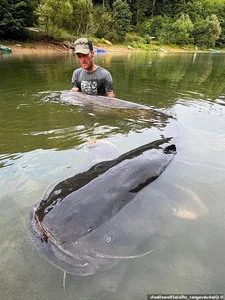 Angler Catches Giant Catfish After Epic Fifty Minute Battle - image 3