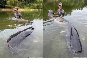 Angler Catches Giant Catfish After Epic Fifty Minute Battle - image 7