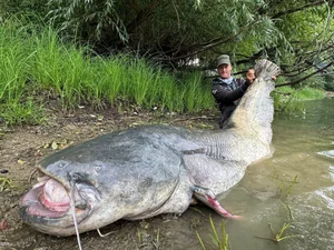 Angler Catches Giant Catfish After Epic Fifty Minute Battle - image 5