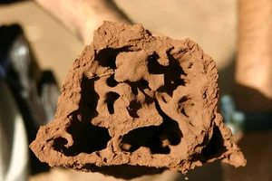 How Smart Are Ants? The Mind-Blowing Intelligence of Ant Colonies - image 5