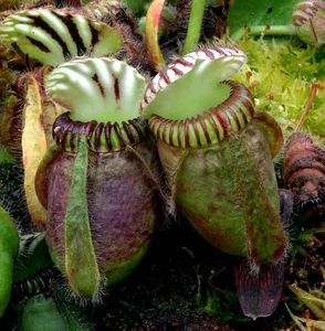Top 10 Most Unique Carnivorous Plants in the World - image 7