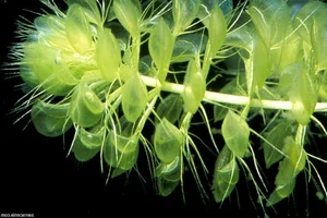 Top 10 Most Unique Carnivorous Plants in the World - image 5