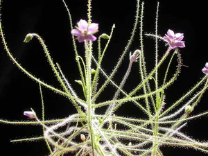 Top 10 Most Unique Carnivorous Plants in the World - image 6
