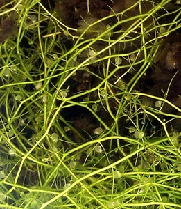 Top 10 Most Unique Carnivorous Plants in the World - image 9
