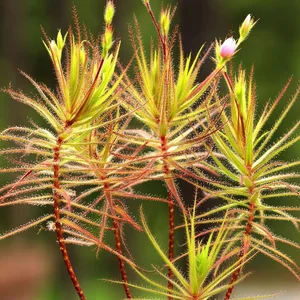 Top 10 Most Unique Carnivorous Plants in the World - image 4