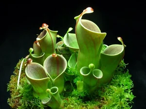Top 10 Most Unique Carnivorous Plants in the World - image 3