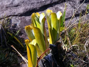 Top 10 Most Unique Carnivorous Plants in the World - image 0