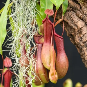 Top 10 Most Unique Carnivorous Plants in the World - image 1