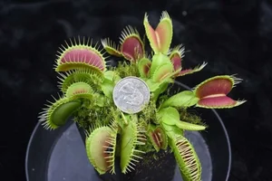 Top 10 Most Unique Carnivorous Plants in the World - image 2