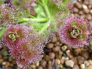 Top 10 Most Unique Carnivorous Plants in the World - image 8