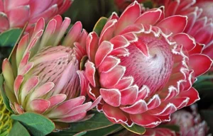 The Imperial Crown Flower: Exploring the Majestic Symbolism and Beauty of the Fritillaria Imperialis - image 6