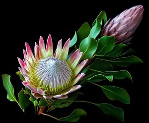 The Imperial Crown Flower: Exploring the Majestic Symbolism and Beauty of the Fritillaria Imperialis - image 3