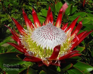 The Imperial Crown Flower: Exploring the Majestic Symbolism and Beauty of the Fritillaria Imperialis - image 1