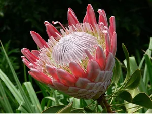 The Imperial Crown Flower: Exploring the Majestic Symbolism and Beauty of the Fritillaria Imperialis - image 0