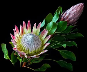 The Imperial Crown Flower: Exploring the Majestic Symbolism and Beauty of the Fritillaria Imperialis - image 7