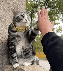 The Famous Superstar Cat in China Netizens Visit for High Fives - image 2