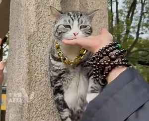 The Famous Superstar Cat in China Netizens Visit for High Fives - image 0