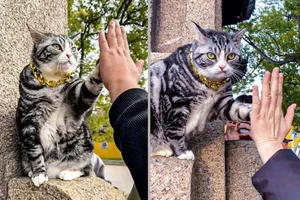The Famous Superstar Cat in China Netizens Visit for High Fives - image 1