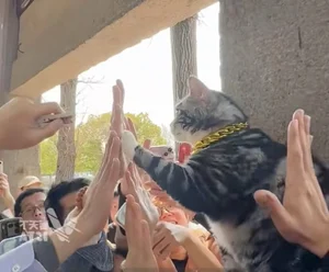 The Famous Superstar Cat in China Netizens Visit for High Fives - image 3
