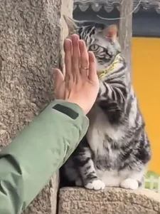 The Famous Superstar Cat in China Netizens Visit for High Fives - image 5