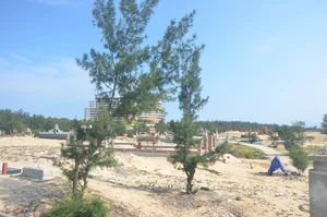 Investigation Into Illegal Coastal Forest Clearing for Cemeteries in Quang Binh - image 4