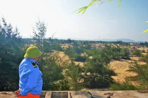 Investigation Into Illegal Coastal Forest Clearing for Cemeteries in Quang Binh - image 2